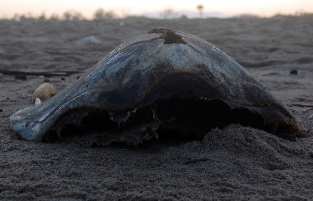 The Olive Ridley Turtle